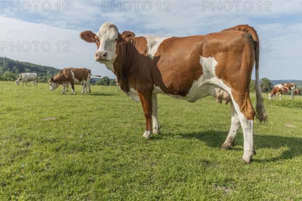Brown and white cows are grazing calmly on a lush green pasture under a clear blue sky. The