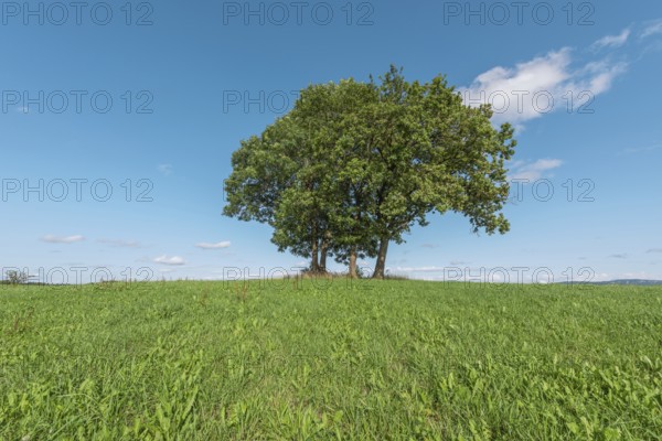 In a serene landscape, three mature trees protrude from a lush green hill, standing in bright