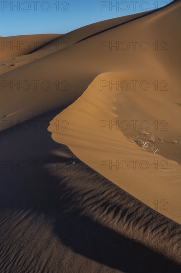 Golden sand dunes rise dramatically against a clear blue sky at sunset. The shadows emphasise the