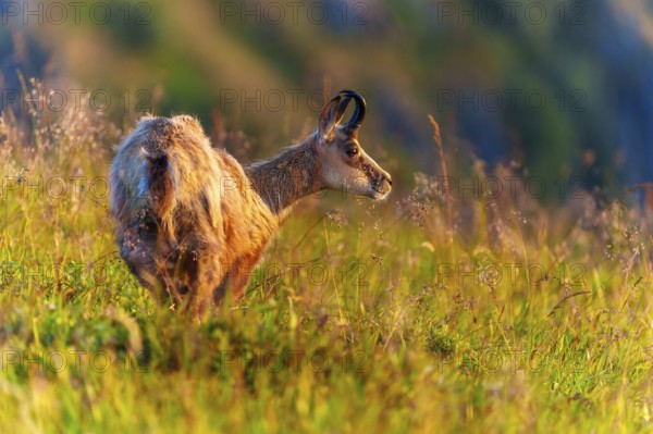 A chamois looks attentively, surrounded by golden grasses in the sun, chamois, chamois, (Rupicapra