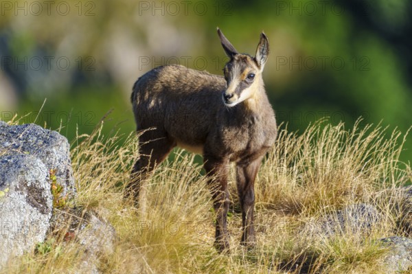 A young chamois stands attentively on a summer meadow full of grass, chamois, chamois, (Rupicapra