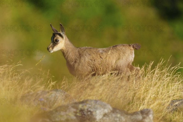A young chamois stands in a meadow and looks sideways, surrounded by grass in summer, chamois,
