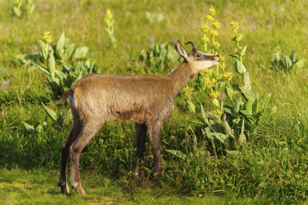 Chamois standing on a summery, flowering meadow. Quiet scene in natural surroundings, chamois,