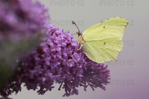A lemon butterfly (Gonepteryx rhamni) sitting on a purple blossom, summer lilac (Buddleja davidii),