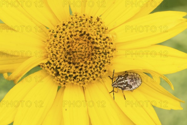 Nymph of a purple fruit bug (Carpocoris purpureipennis) on a yellow flower, sun-eye (Heliopsis),