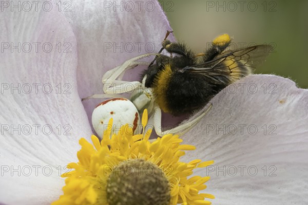 Goldenrod crab spider (Misumena vatia) with captured bumblebee on the flower of an autumn anemone
