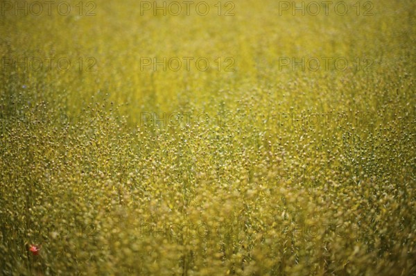 Flax field, flax, (Linum usitatissimum) Linaceae, Normandy, Calvados, France