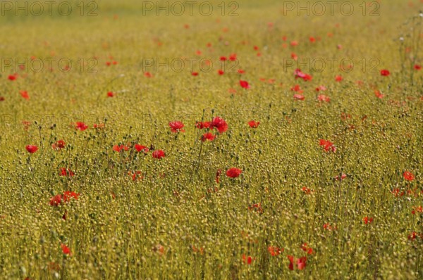 Corn poppy (Papaver rhoeas) Flax field, flax, (Linum usitatissimum), linen family (Linaceae),