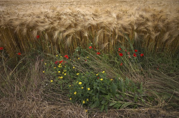 Flowering strip, corn poppy (Papaver rhoeas) in barley field, barley, (Hordeum vulgare) cereals,