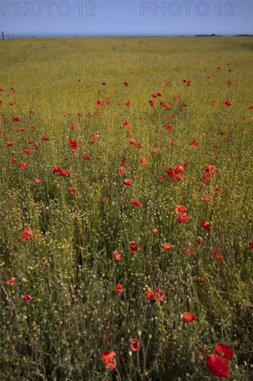 Corn poppy (Papaver rhoeas) Flax field, flax, (Linum usitatissimum) Linaceae, Normandy, Calvados,