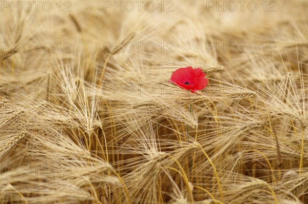 Corn poppy (Papaver rhoeas) in barley field, barley, (Hordeum vulgare) cereals, Normandy, Calvados,