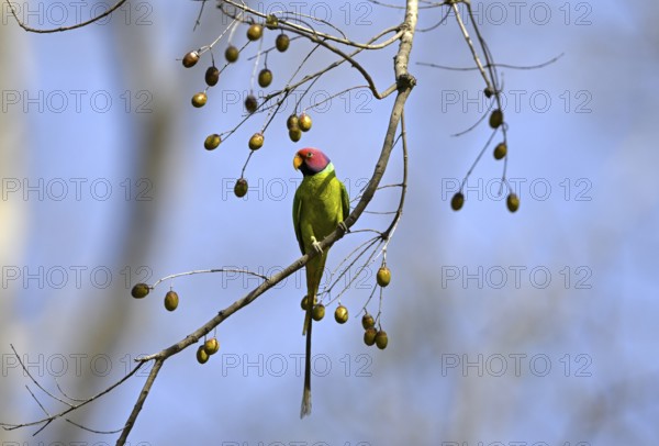 Plum-headed Parakeet (Psittacula cyanocephala), Corbett National Park, near Ramnagar, Uttarakhand