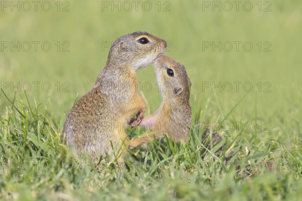 European ground squirrel (Citellus citellus), adult with young, kissing, wildlife, animals, mammal,