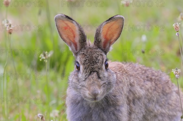 Wild rabbit (Oryctolagus cuniculus), portrait, wildlife, animals, mammal, Podersdorf, Lake Neusiedl