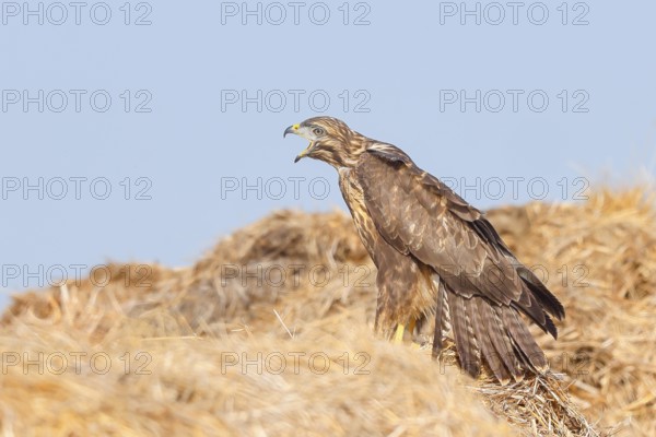 Buzzard (Buteo buteo) adult bird sits calling on a pile of straw, wildlife, nature photography,