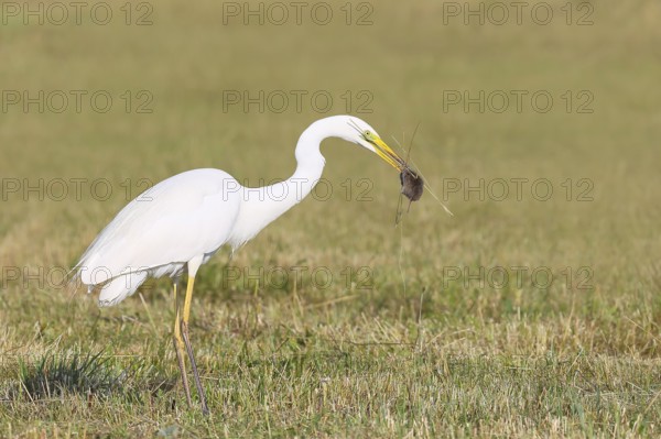 Great Egret (Egretta alba), standing with a caught field mouse (Microtus arvalis) in a mown meadow,
