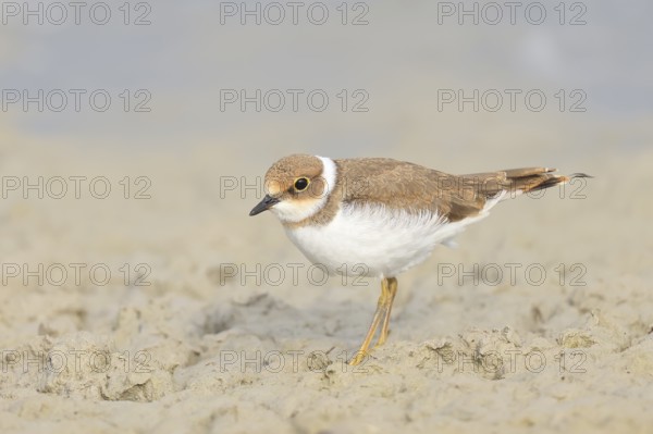 Little Ringed Plover, Little Ringed Plover, (Charadrius dubius), young bird standing on sandy
