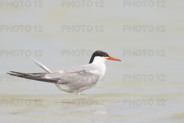 Common Tern (Sterna hirundo) standing in shallow water, terns, wildlife, nature photography,