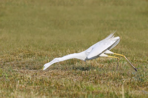Great Egret (Egretta alba), looking for food in a mown meadow, wildlife, prey, nature photography,