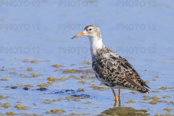 Ruff, (Philomachus pugnax), male looking for food, standing in shallow water, wildlife, animals,