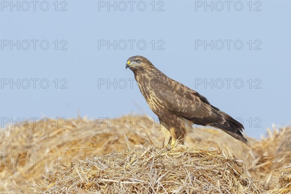 Buzzard (Buteo buteo) adult bird sitting on a pile of straw, wildlife, nature photography, birds,