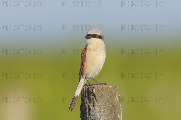 Red-backed shrike (Lanius collurio) male on post, looking for prey, wildlife, migratory bird,