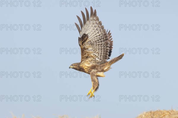 Buzzard (Buteo buteo) adult bird taking off from a pile of straw, wildlife, nature photography,
