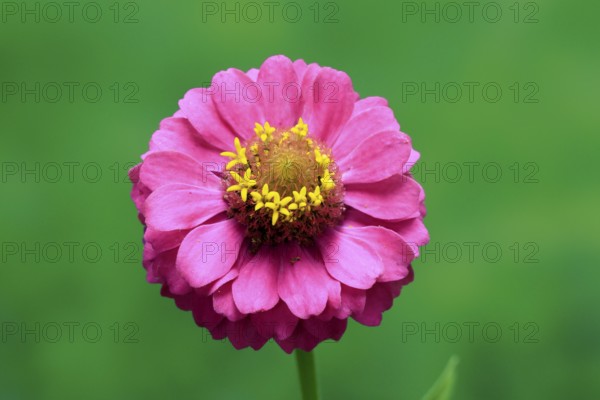 Zinnia (Zinnia elegans), flower, flowering, Germany
