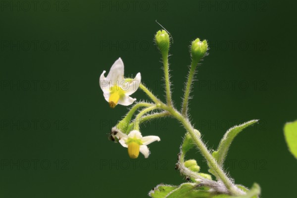 European Black Nightshade (Solanum nigrum), flower, flowering, Germany