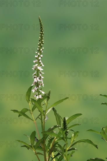 Snow field horsetail (Lysimachia clethroides), flower, flowering, Germany