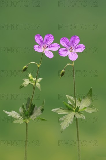 Cranesbill (Geranium cinereum), flowering, flowers, perennial plant, perennial, Ellerstadt, Germany