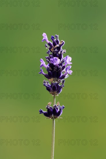 Lavender (Lavandula), flowering, Germany