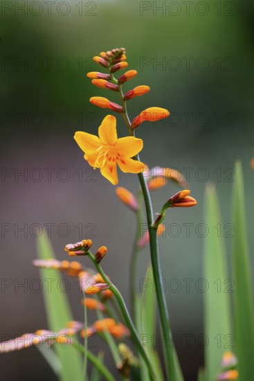 Montbretia (Crocosmia x crocosmiiflora), flowering, flower, Ellerstadt, Germany