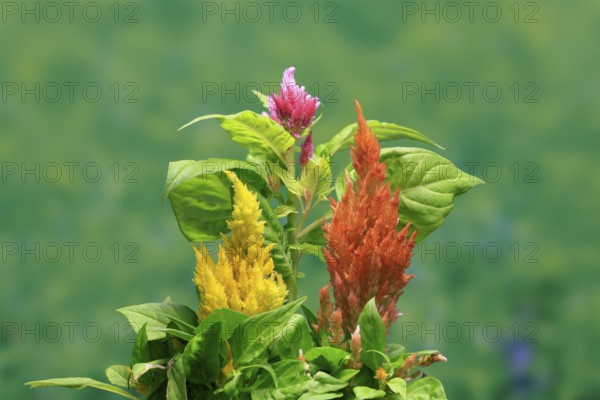 Cockscomb (Celosia argentea), feather bush, flowering, Germany
