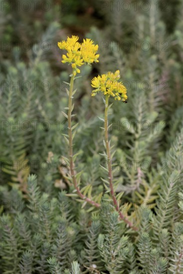 Rock stonecrop (Petrosedum rupestre), flowering, sedum, Germany