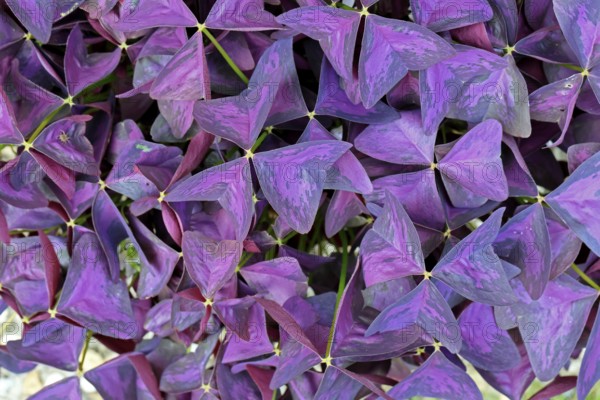 Purple Sorrel (Oxalis triangularis), leaves, Germany