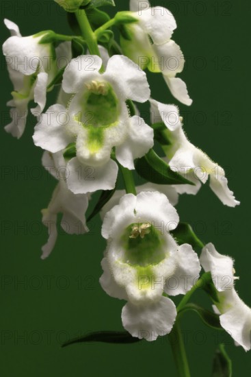 Angelonia (Angelonia angustifolia), flowering, Germany