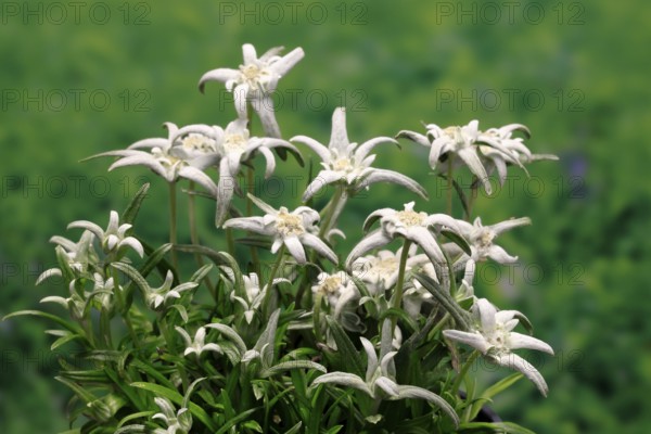Alpine edelweiss (Leontopodium alpinum), Leontopodium nivale subsp. alpinum), flowering, Germany