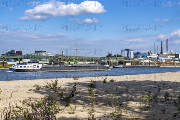 Low water of the Rhine near Leverkusen, Rhine bank, left bank of the Rhine, near Cologne-Merkenich,