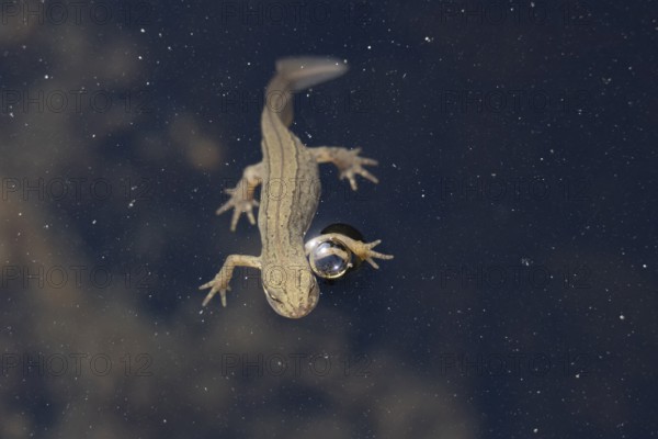 Smooth or Common newt (Lissotriton vulgaris) adult amphibian coming up to breath air on the water