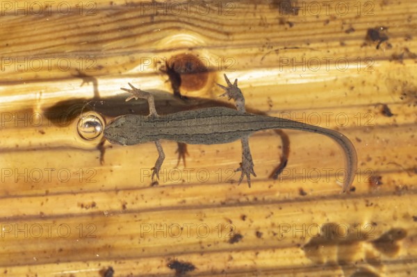 Smooth or Common newt (Lissotriton vulgaris) adult amphibian coming up to breath air from the water