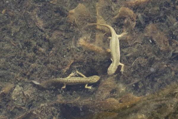 Smooth or Common newt (Lissotriton vulgaris) adult male and female amphibians in a pond, England,