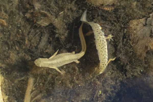 Smooth or Common newt (Lissotriton vulgaris) adult male amphibian displaying to a female in a pond,