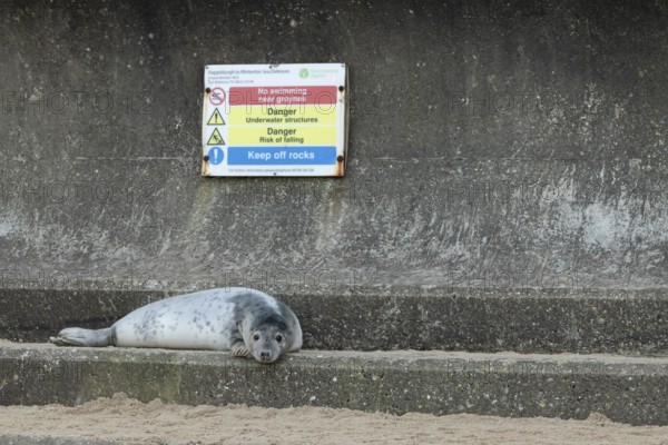 Grey seal (Halichoerus grypus) adult animal resting on a concrete sea defence with a warning sign