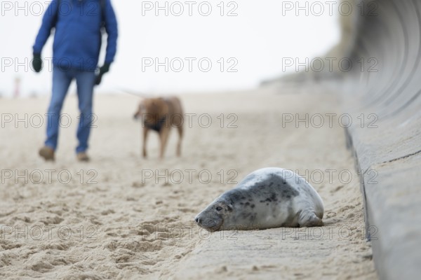 Grey seal (Halichoerus grypus) adult animal resting on a concrete sea defence as a human walking a