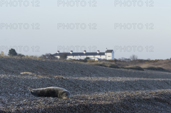 Grey seal (Halichoerus grypus) adult animal resting on a beach with cottages in the background,