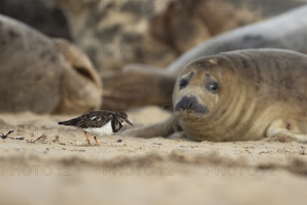 Grey seal (Halichoerus grypus) adult animal on a beach watching a Turnstone bird, Norfolk, England,