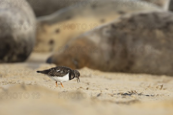 Grey seal (Halichoerus grypus) adult animal sleeping on a beach as a Turnstone bird feeds closeby,