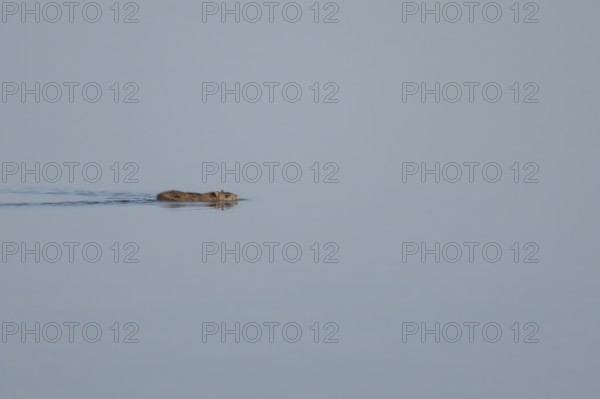 Brown rat (Rattus norvegicus) adult animal swimming on the water surface of a lake, England, United