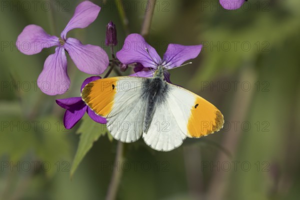 Orange tip butterfly (Anthocharis cardamines) adult male insect feeding on purple Honesty garden
